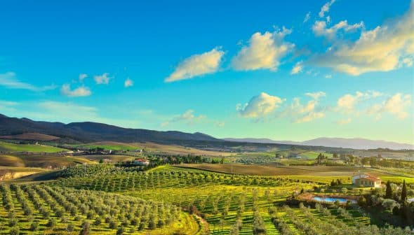 A panoramic view of olive groves and rolling hills under a blue sky with clouds. - Olive Oil Times