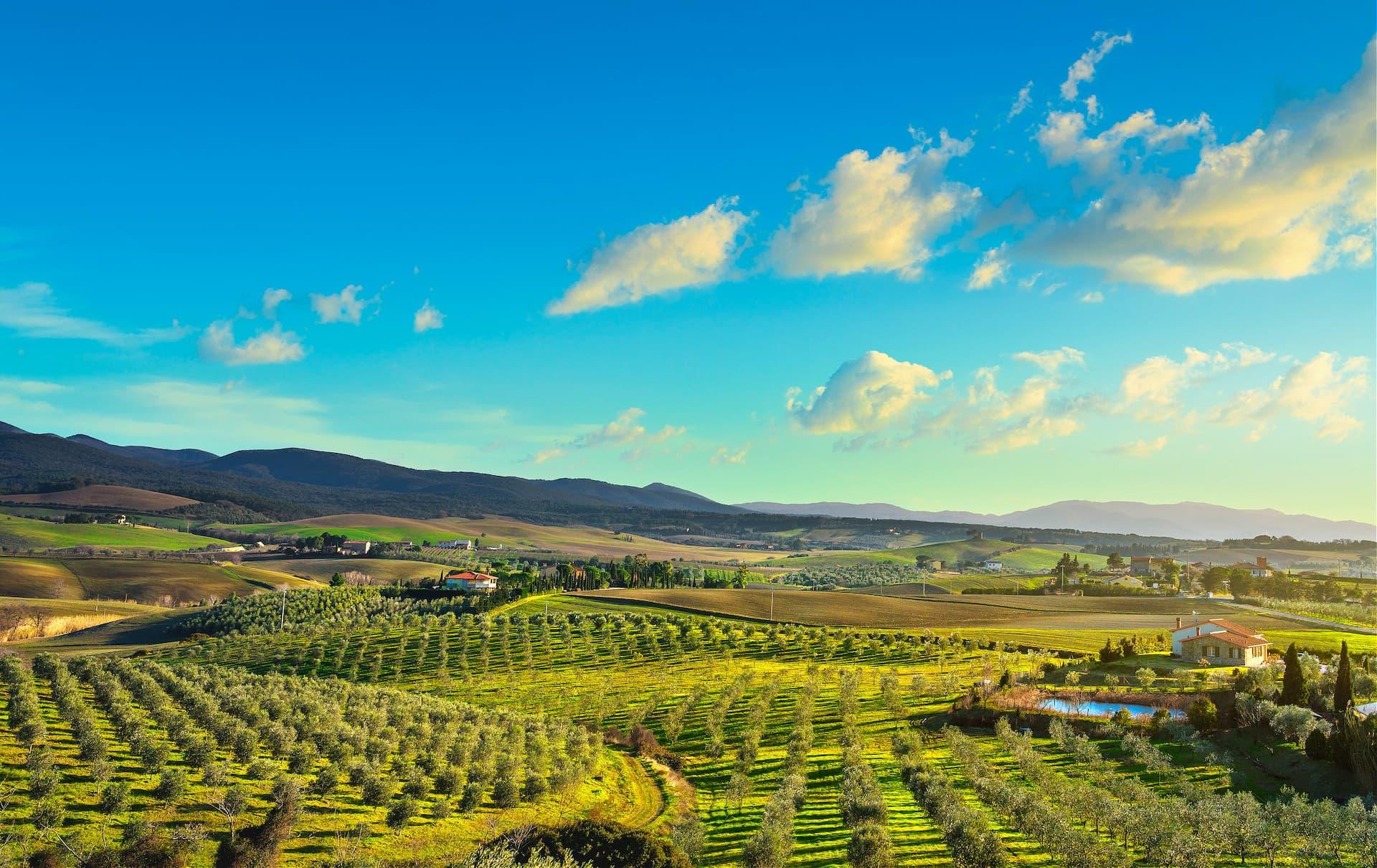A panoramic view of olive groves and rolling hills under a blue sky with clouds. - Olive Oil Times