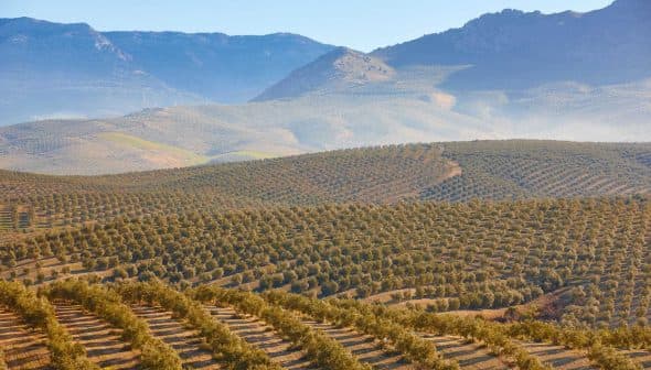 Aerial view of a vast olive grove with rolling hills and mountains in the background. - Olive Oil Times
