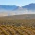 Aerial view of a vast olive grove with rolling hills and mountains in the background. - Olive Oil Times