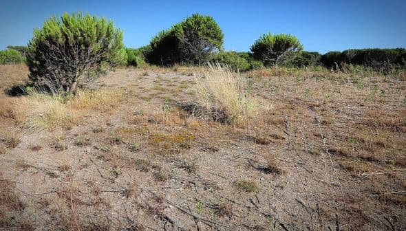 A dry landscape featuring sparse vegetation and small bushes in a sunny environment. - Olive Oil Times