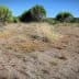 A dry landscape featuring sparse vegetation and small bushes in a sunny environment. - Olive Oil Times