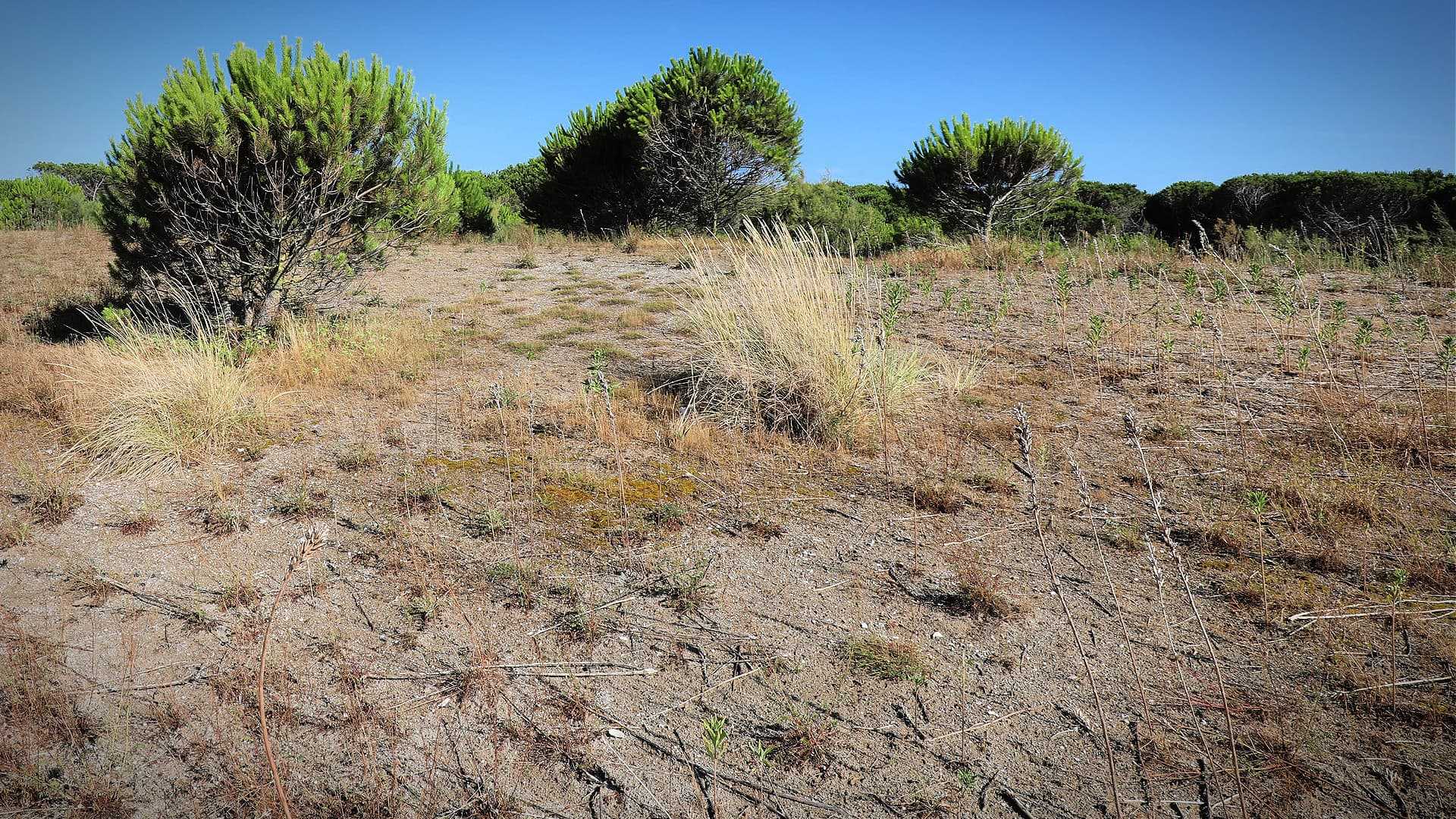 A dry landscape featuring sparse vegetation and small bushes in a sunny environment. - Olive Oil Times