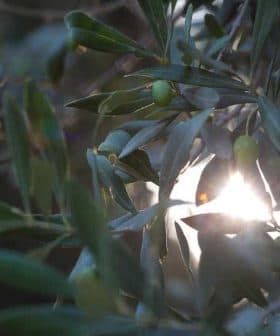 Close-up of an olive tree branch featuring green olives and sunlight filtering through the leaves. - Olive Oil Times