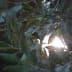 Close-up of an olive tree branch featuring green olives and sunlight filtering through the leaves. - Olive Oil Times
