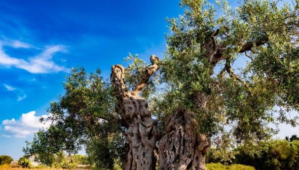 An ancient olive tree with a gnarled trunk and lush green leaves against a blue sky. - Olive Oil Times