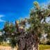 An ancient olive tree with a gnarled trunk and lush green leaves against a blue sky. - Olive Oil Times