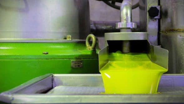 Freshly extracted olive oil flowing from a machine into a container during the production process. - Olive Oil Times