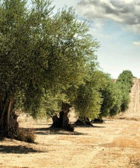 Row of olive trees in a field with dry soil and distant hills under a cloudy sky. - Olive Oil Times