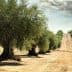 Row of olive trees in a field with dry soil and distant hills under a cloudy sky. - Olive Oil Times