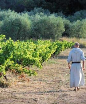 A monk in a robe walking along a path between rows of grapevines in a vineyard. - Olive Oil Times