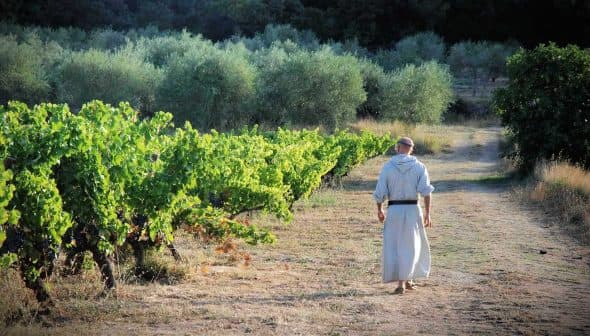 A monk in a robe walking along a path between rows of grapevines in a vineyard. - Olive Oil Times