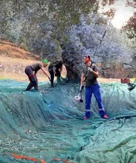Workers harvesting olives in an orchard using nets and tools for collection. - Olive Oil Times