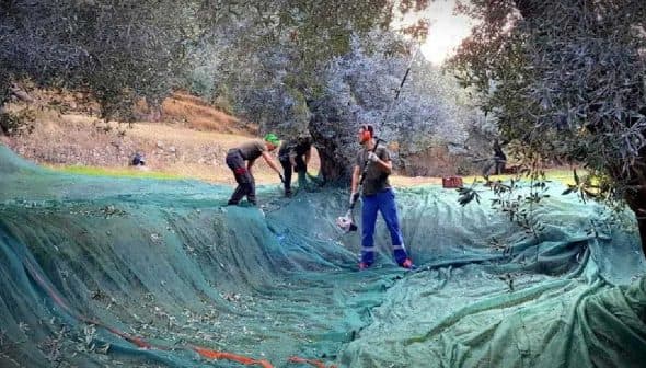 Workers harvesting olives in an orchard using nets and tools for collection. - Olive Oil Times