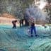Workers harvesting olives in an orchard using nets and tools for collection. - Olive Oil Times