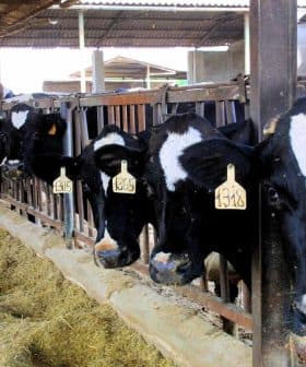 A row of dairy cows with identification tags in a barn setting, standing behind wooden barriers. - Olive Oil Times