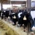 A row of dairy cows with identification tags in a barn setting, standing behind wooden barriers. - Olive Oil Times