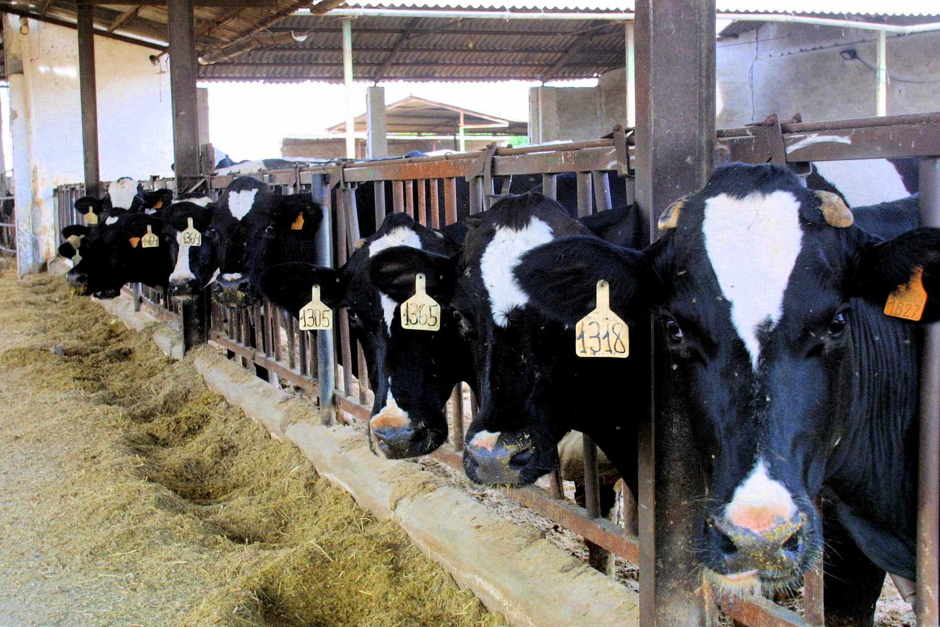 A row of dairy cows with identification tags in a barn setting, standing behind wooden barriers. - Olive Oil Times