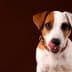 Jack Russell Terrier dog with brown and white fur, licking its lips against a dark background. - Olive Oil Times