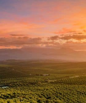 Expansive olive grove landscape under a colorful sunset with mountains in the background. - Olive Oil Times