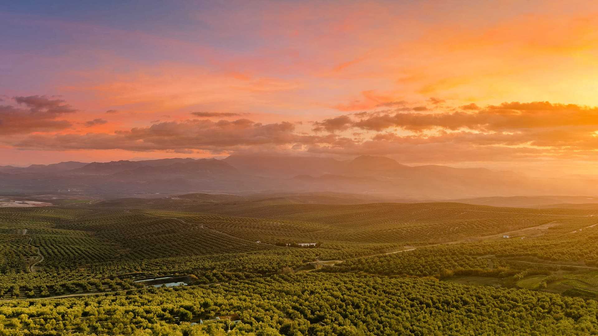 Expansive olive grove landscape under a colorful sunset with mountains in the background. - Olive Oil Times