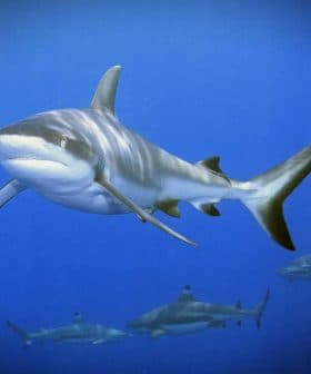 Gray reef shark swimming in clear blue ocean water with other sharks in the background. - Olive Oil Times