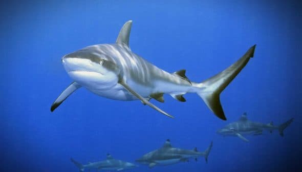 Gray reef shark swimming in clear blue ocean water with other sharks in the background. - Olive Oil Times