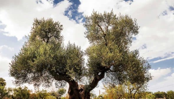 A large olive tree with thick branches and green leaves against a cloudy sky. - Olive Oil Times