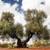 A large olive tree with thick branches and green leaves against a cloudy sky. - Olive Oil Times