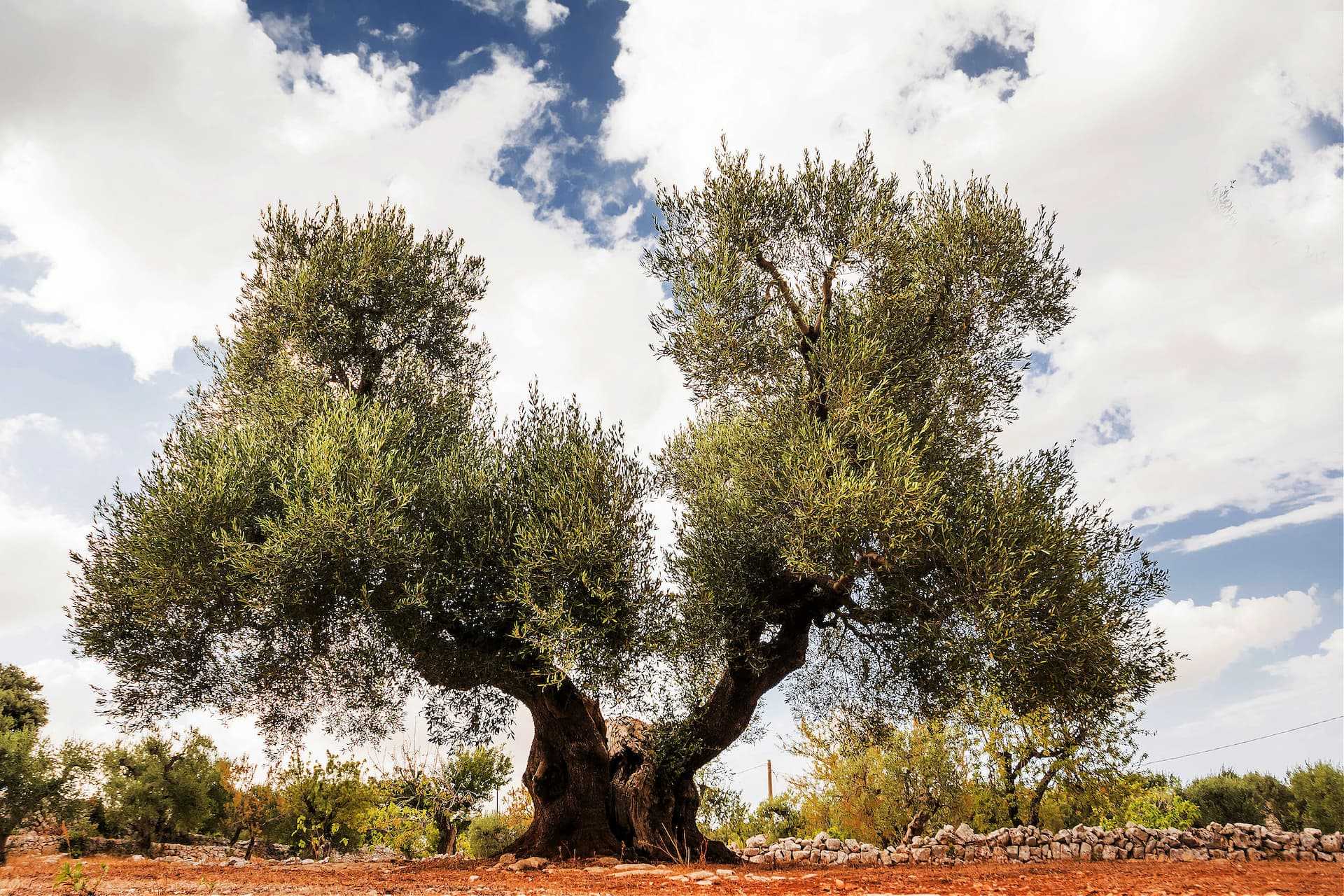 A large olive tree with thick branches and green leaves against a cloudy sky. - Olive Oil Times