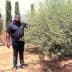 A man in a black shirt standing beside an olive tree in a garden setting. - Olive Oil Times