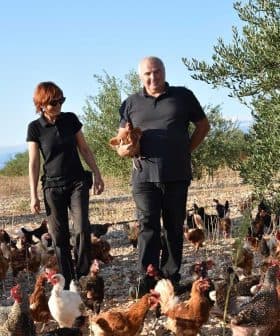 Two farmers walking through a field with a large group of chickens in a rural setting. - Olive Oil Times