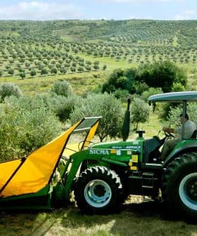 Green tractor equipped with olive harvesting equipment in an olive grove. - Olive Oil Times