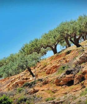 A row of olive trees growing on a sloped hillside with clear blue sky above. - Olive Oil Times