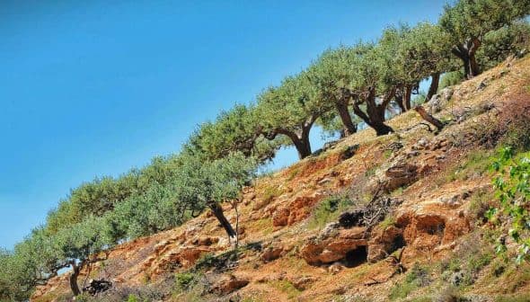 A row of olive trees growing on a sloped hillside with clear blue sky above. - Olive Oil Times