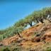 A row of olive trees growing on a sloped hillside with clear blue sky above. - Olive Oil Times