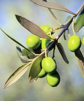 Branch of green olives with several unripe olives and leaves against a blurred background. - Olive Oil Times