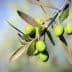 Branch of green olives with several unripe olives and leaves against a blurred background. - Olive Oil Times