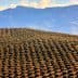 Aerial view of a large olive grove with rows of olive trees and distant mountains. - Olive Oil Times