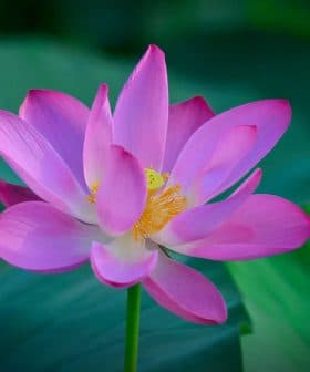A pink lotus flower with petals and a yellow center, surrounded by green leaves. - Olive Oil Times