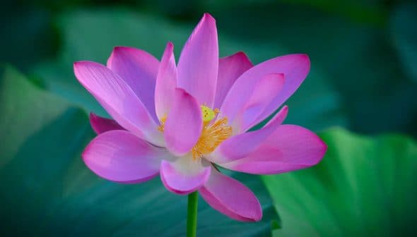 A pink lotus flower with petals and a yellow center, surrounded by green leaves. - Olive Oil Times