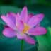 A pink lotus flower with petals and a yellow center, surrounded by green leaves. - Olive Oil Times