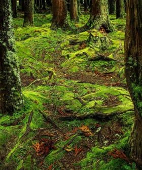 Forest floor covered in green moss with tree trunks and roots visible. - Olive Oil Times