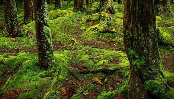 Forest floor covered in green moss with tree trunks and roots visible. - Olive Oil Times