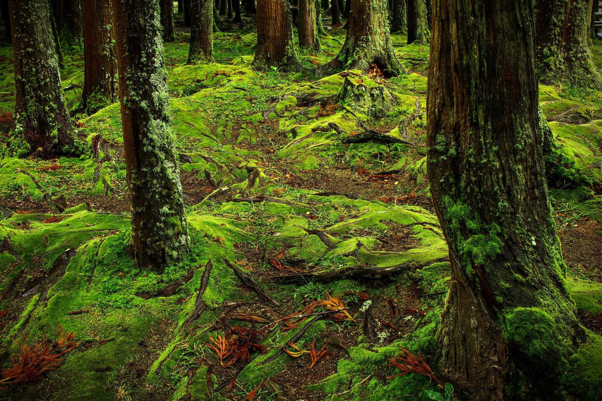 Forest floor covered in green moss with tree trunks and roots visible. - Olive Oil Times