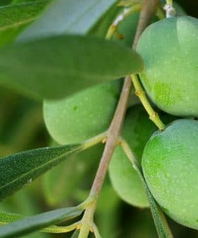 Cluster of green olives growing on a branch with leaves in a natural setting. - Olive Oil Times