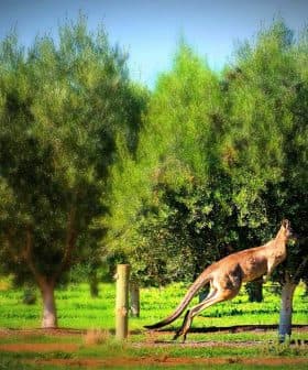 A kangaroo leaping through a grove of olive trees in a green landscape. - Olive Oil Times