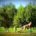 A kangaroo leaping through a grove of olive trees in a green landscape. - Olive Oil Times