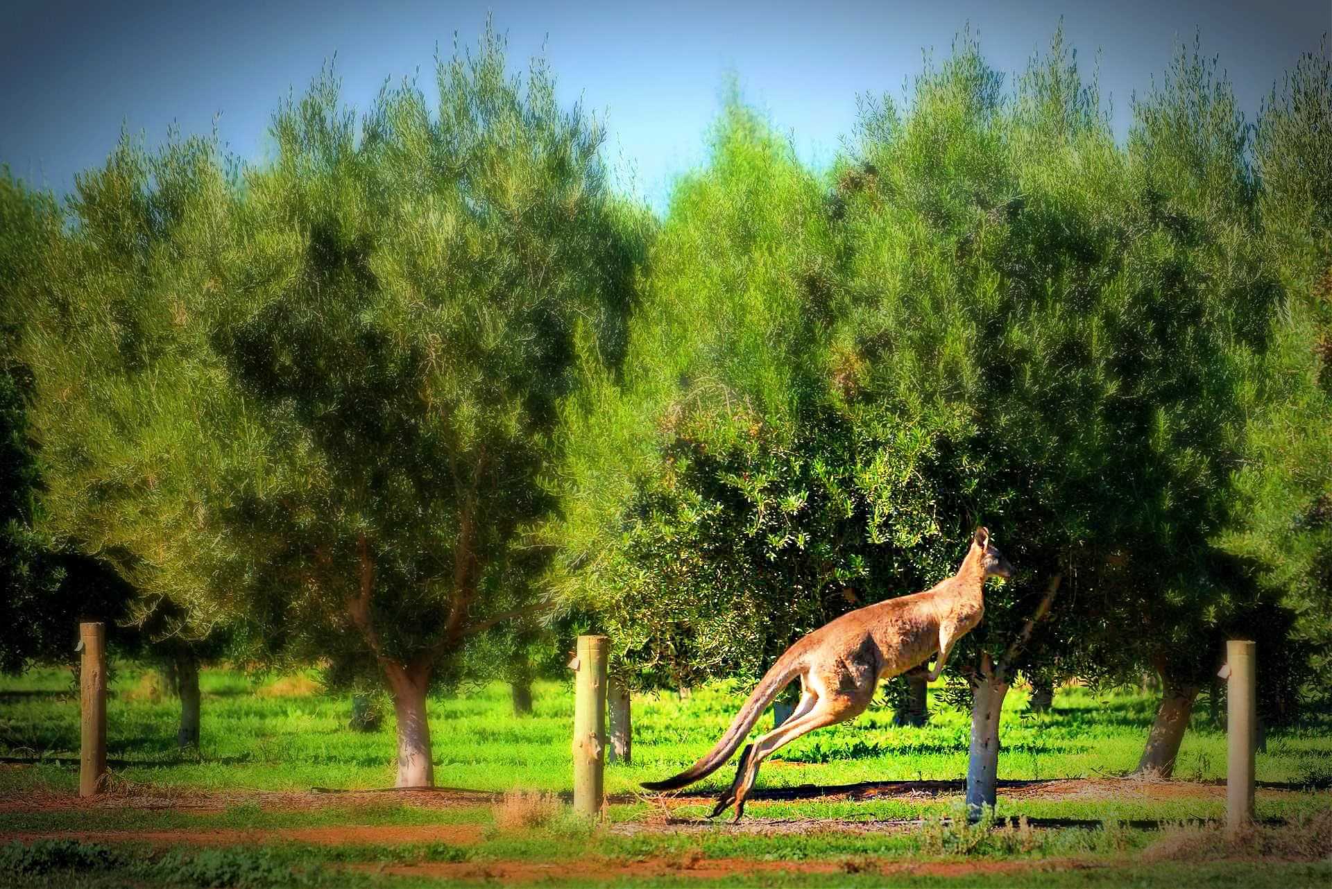 A kangaroo leaping through a grove of olive trees in a green landscape. - Olive Oil Times