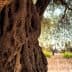Close-up view of an olive tree trunk displaying textured bark and gnarled features. - Olive Oil Times